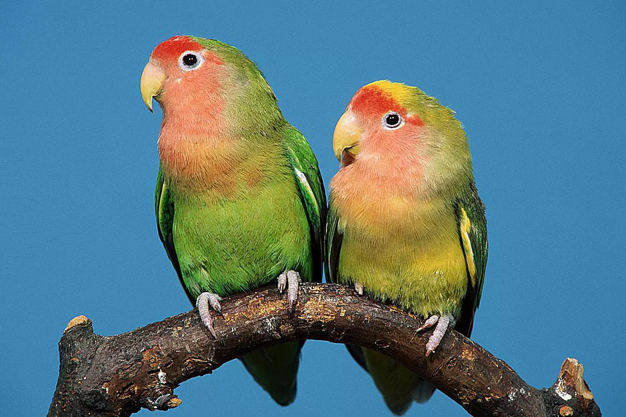 A pair of peach-faced lovebirds (Agapornis roseicollis) sitting on a branch.