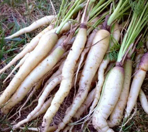 Lunar White Carrot