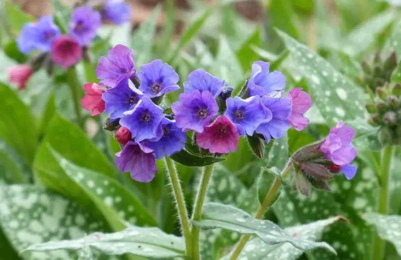 Flowers That Bloom in Spring