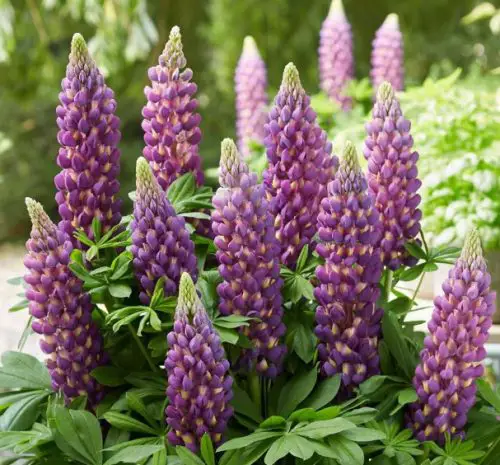 Magic Lantern Lupine