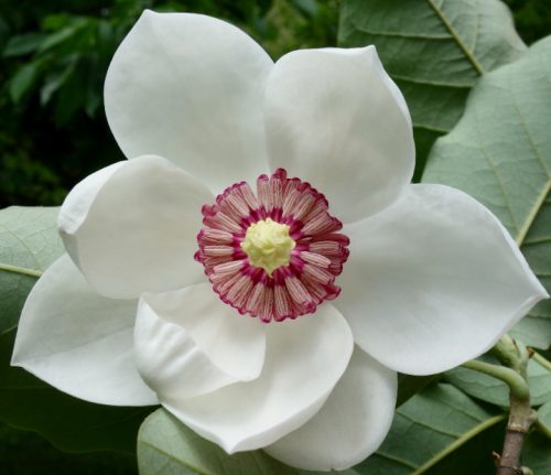 Flowers that Start with M