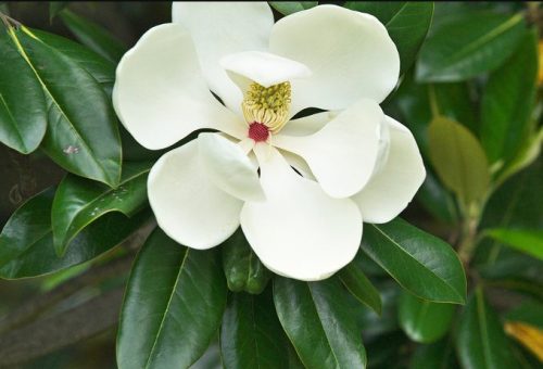 Flowers that Start with M