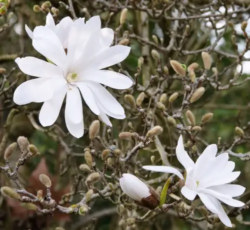 Flowers that Start with M