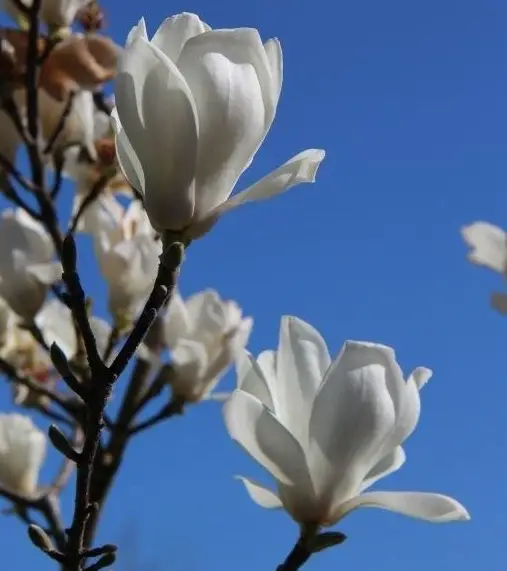 Flowers that Start with M