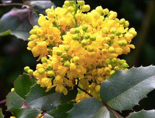 Flowers that Start with M