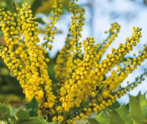 Flowers that Start with M