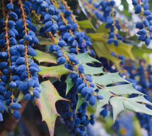 Flowers that Start with M