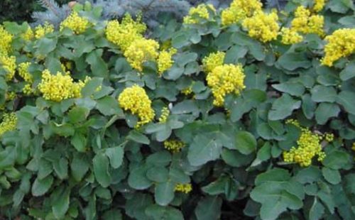 Flowers that Start with M