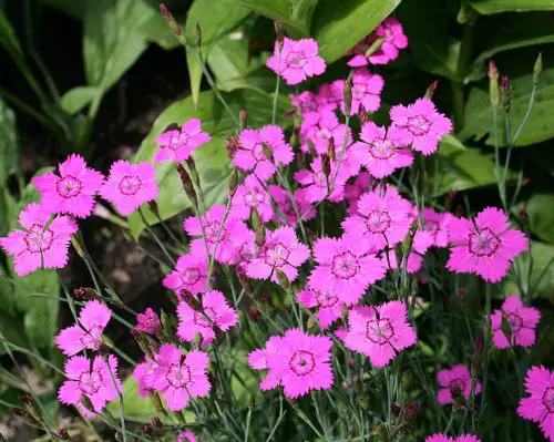 Flowers that Start with M