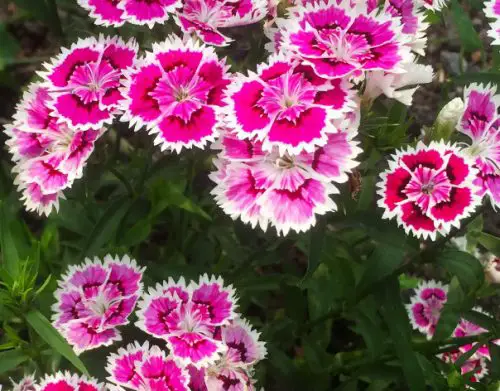 Flowers that Start with M