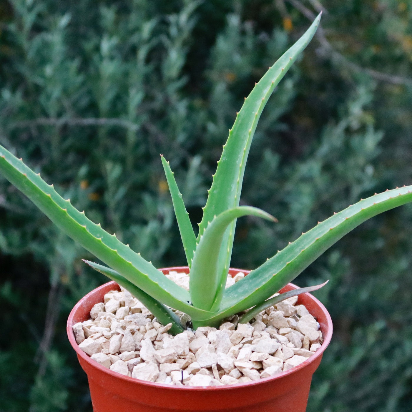 malagasy-tree-aloe-aloe-vaombe Types of Aloe Plants