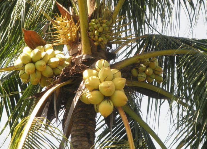 Types of Coconuts