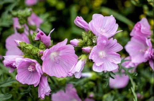 Flowers that Start with M