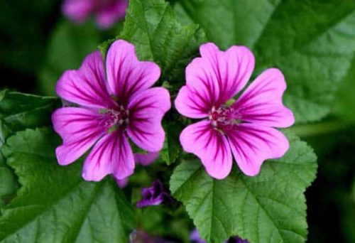 Flowers that Start with M