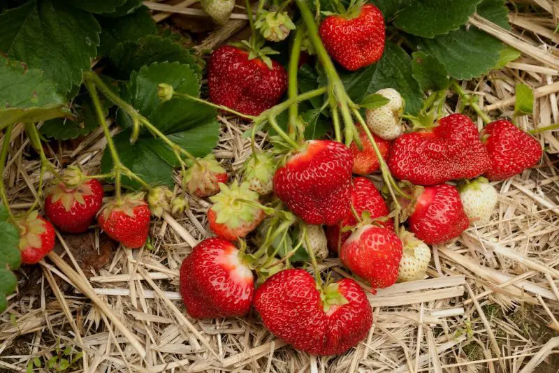 Types of Strawberry Plants