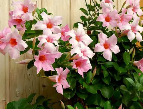 Flowers that Start with M