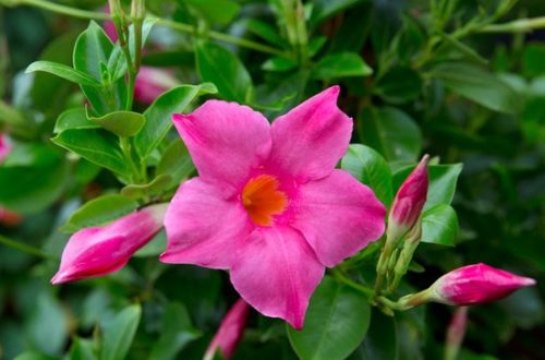 Flowers that Start with M