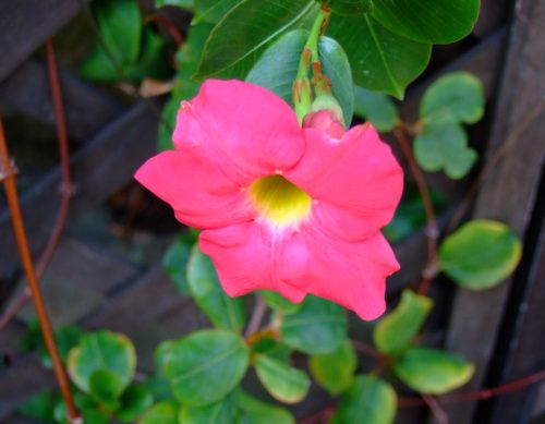 Flowers that Start with M