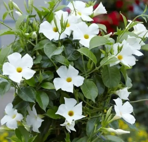 Flowers that Start with M