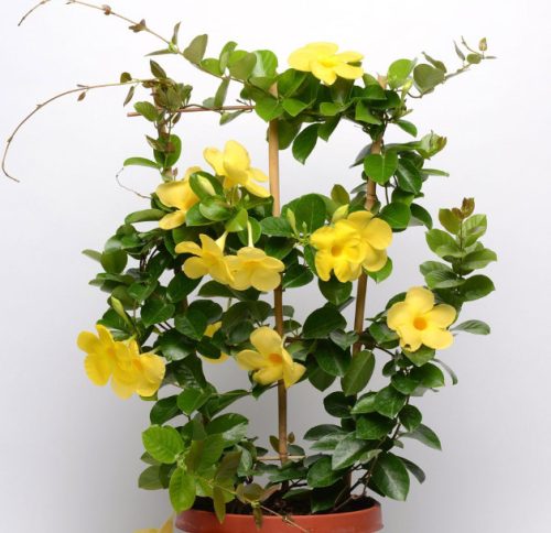 Flowers that Start with M