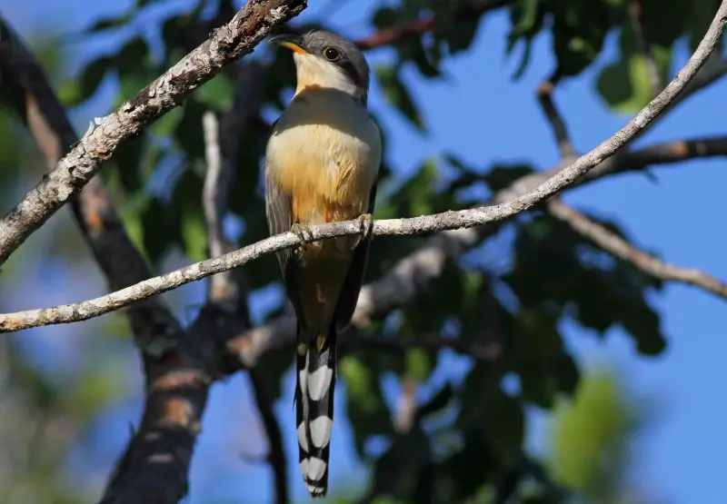 Mangrove Cuckoo (Coccyzus minor)