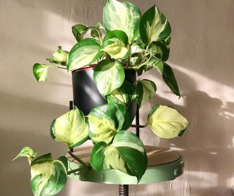 Types of Pothos