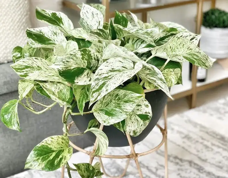 Types of Pothos