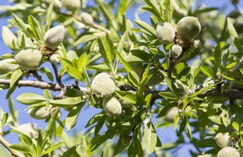 Almond Trees