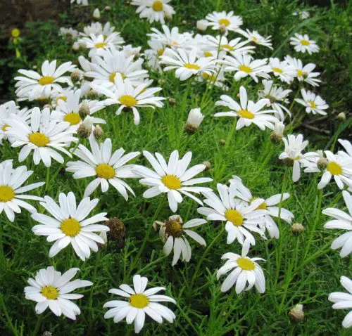 Flowers that Start with M