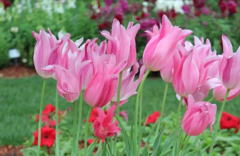 Pink and White Flowers