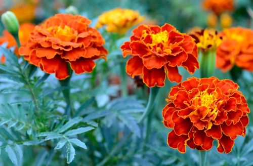 Flowers that Start with M