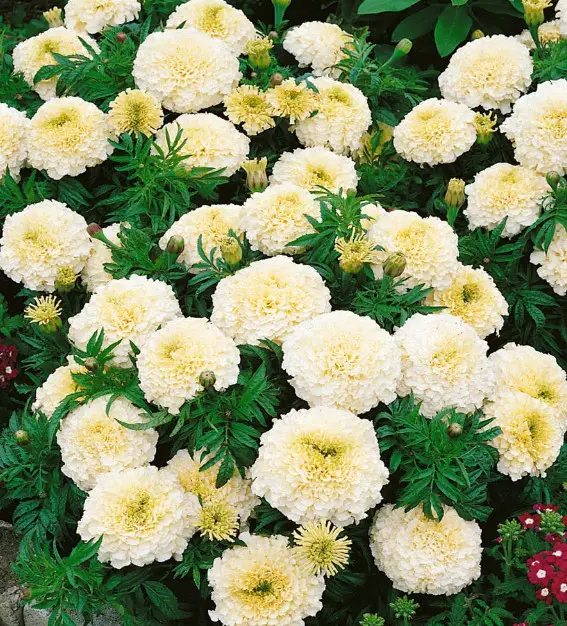 Flowers that Start with M