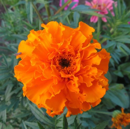 Flowers that Start with M