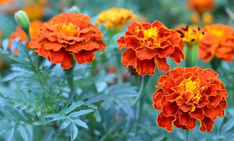 marigolds-800x483-2 Plants That Repel Flies
