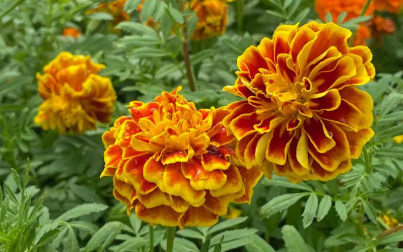 Raspberry Companion Plants