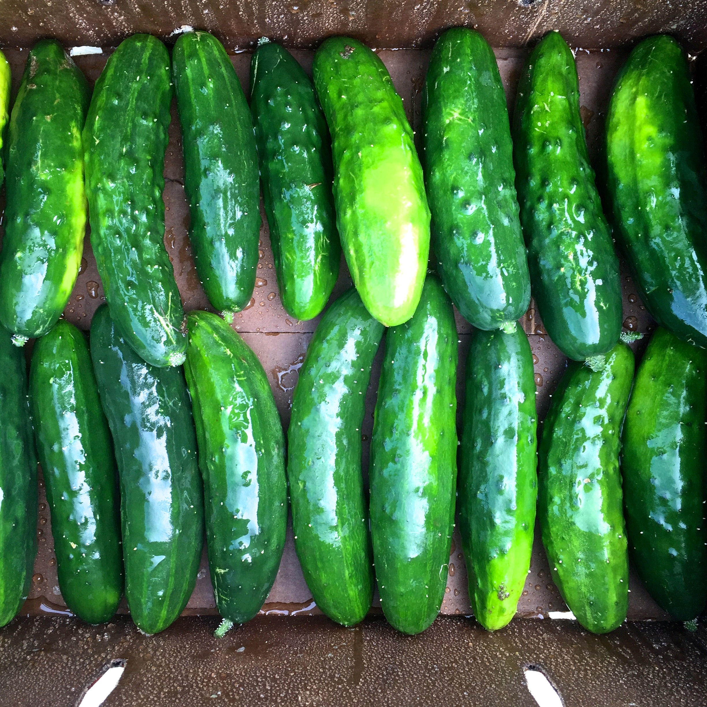 Types of Cucumber Plants