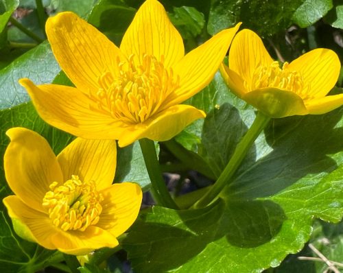 Flowers that Start with M