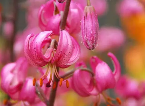 martagon-lily Martagon Lily