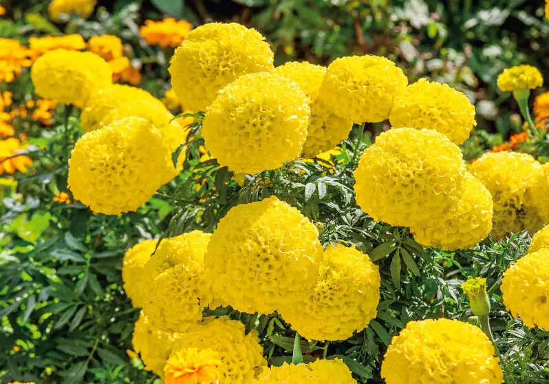 Plants That Repel Mosquitoes
