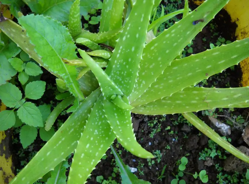 massawana-aloe-massawana-800x592-1 Types of Aloe Plants
