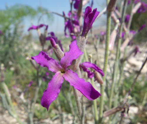 Flowers that Start with M