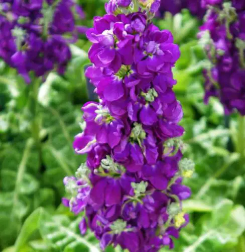 Flowers that Start with M