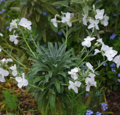 Flowers that Start with M