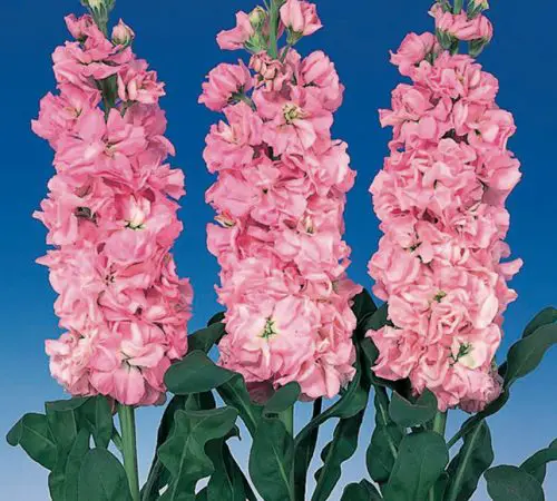 Flowers that Start with M