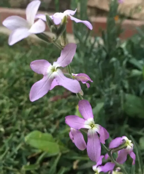 Flowers that Start with M