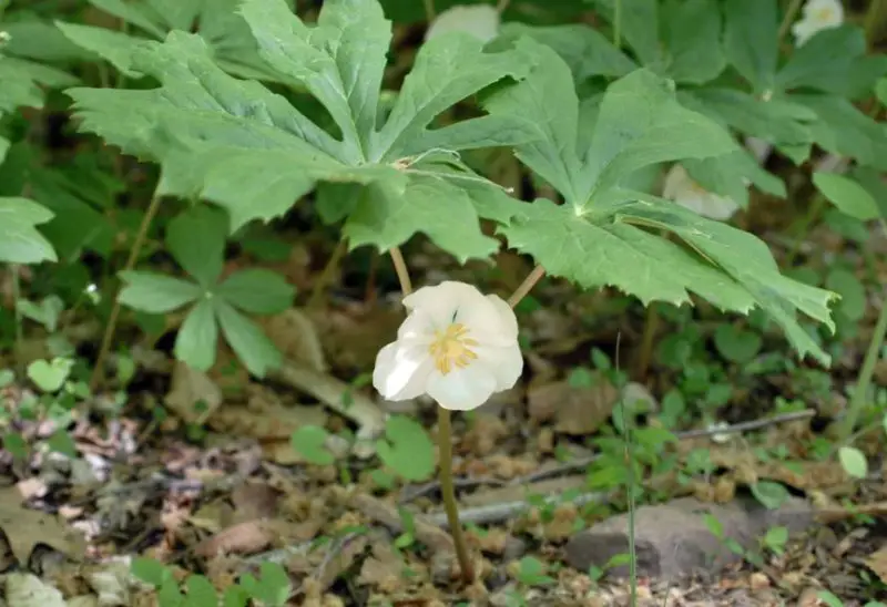 Flowers That Bloom in Spring