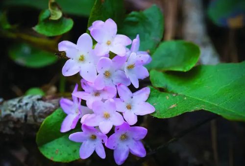 Flowers that Start with M