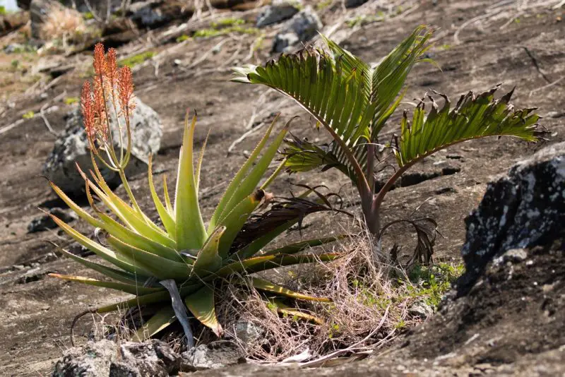 mazambron-aloe-tormentorii-800x534-1 Types of Aloe Plants