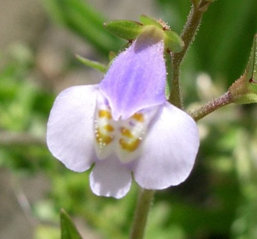 Flowers that Start with M