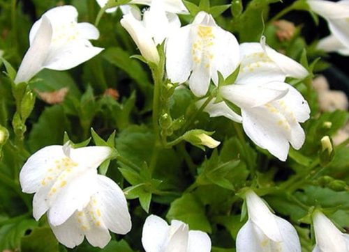 Flowers that Start with M